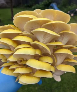 Comprar kit de cultivo de setas ostra amarillas