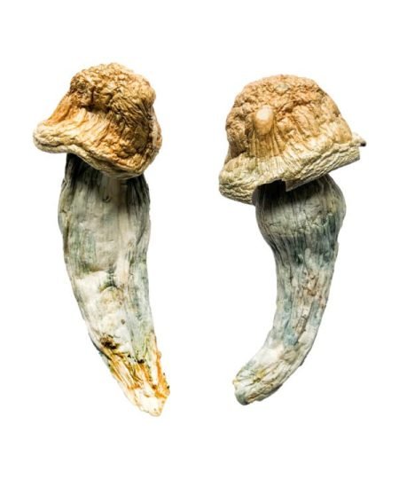 Comprar setas Penis Envy XL online