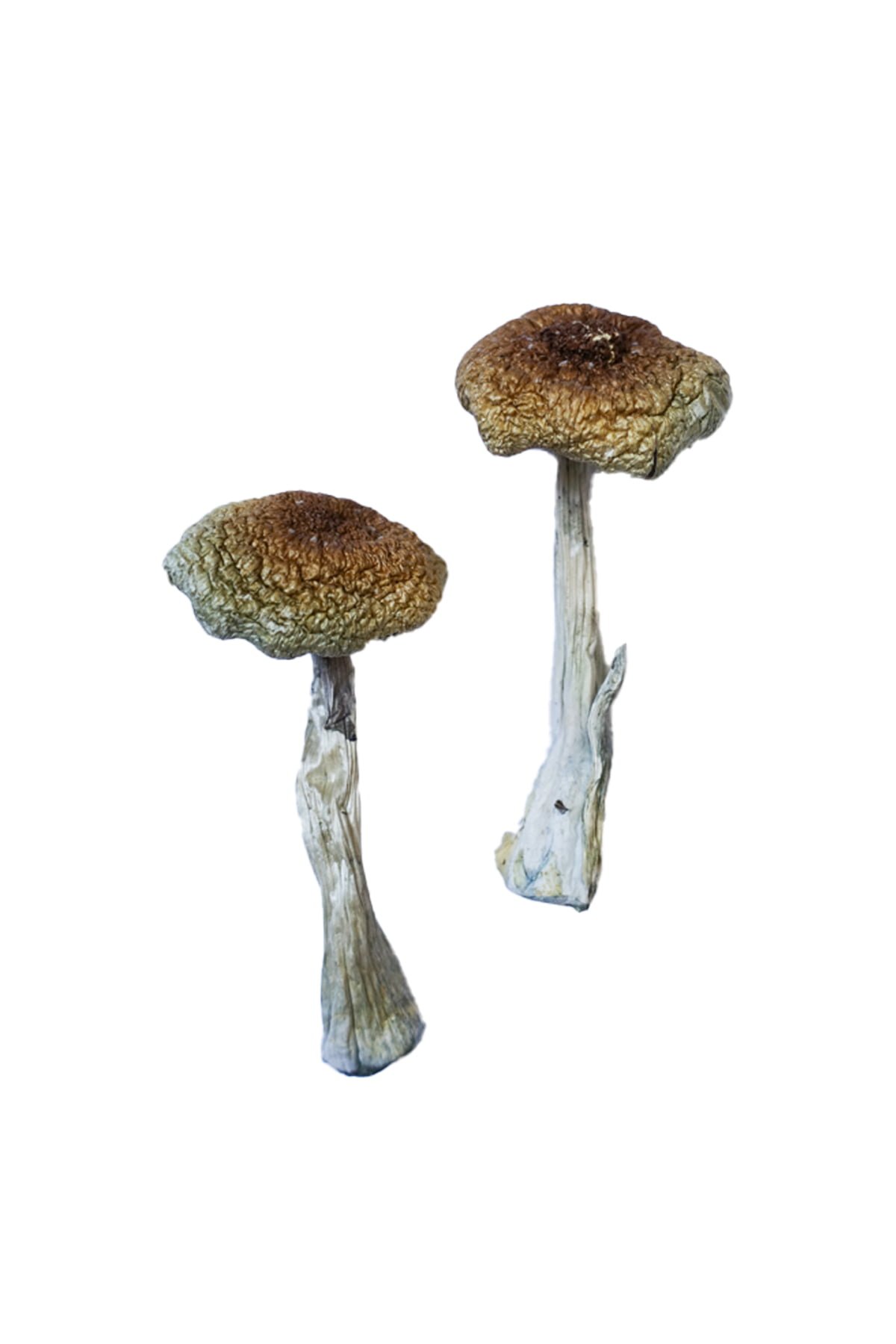 buy Psilocybe Aztecorum Magic Mushrooms Psilocybe Aztecorum Magic Mushrooms