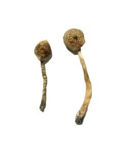 Rusty Whyte Magic Mushroom