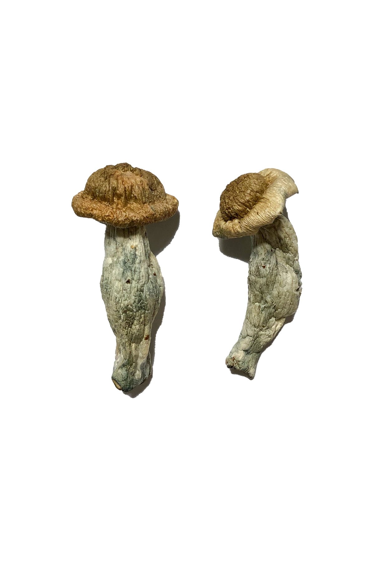 buy Shepherds Cut Penis Envy Magic Mushroom Shepherds Cut Penis Envy Magic Mushroom