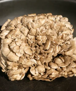Maitake Mushrooms Grifola Frondosa