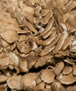 Maitake Mushrooms Grifola Frondosa
