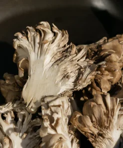 Maitake Mushrooms Grifola Frondosa