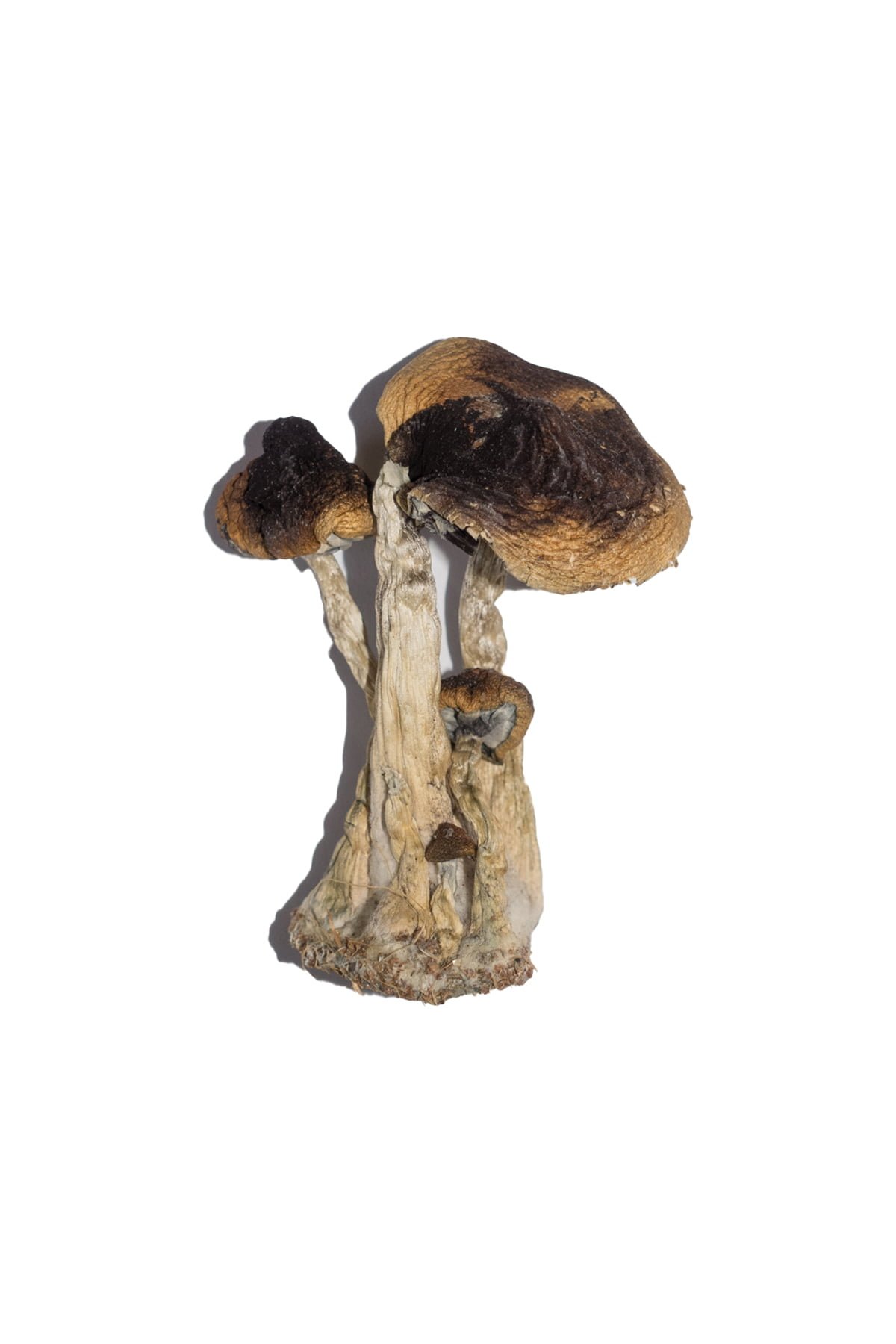 buy South American Magic Mushroom South American Magic Mushroom