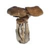 Comprar Cubensis sudamericanos online