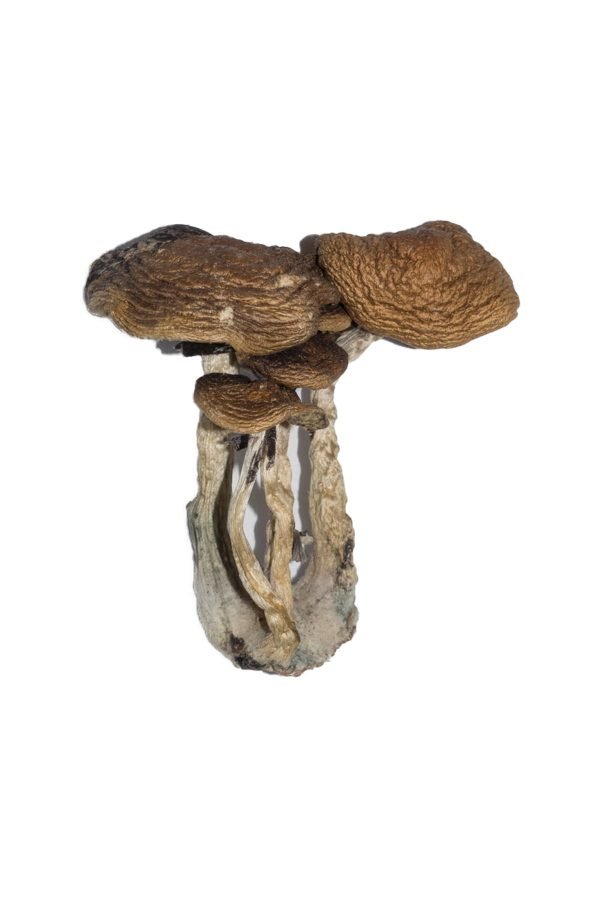 Comprar Cubensis sudamericanos online Comprar Cubensis sudamericanos online