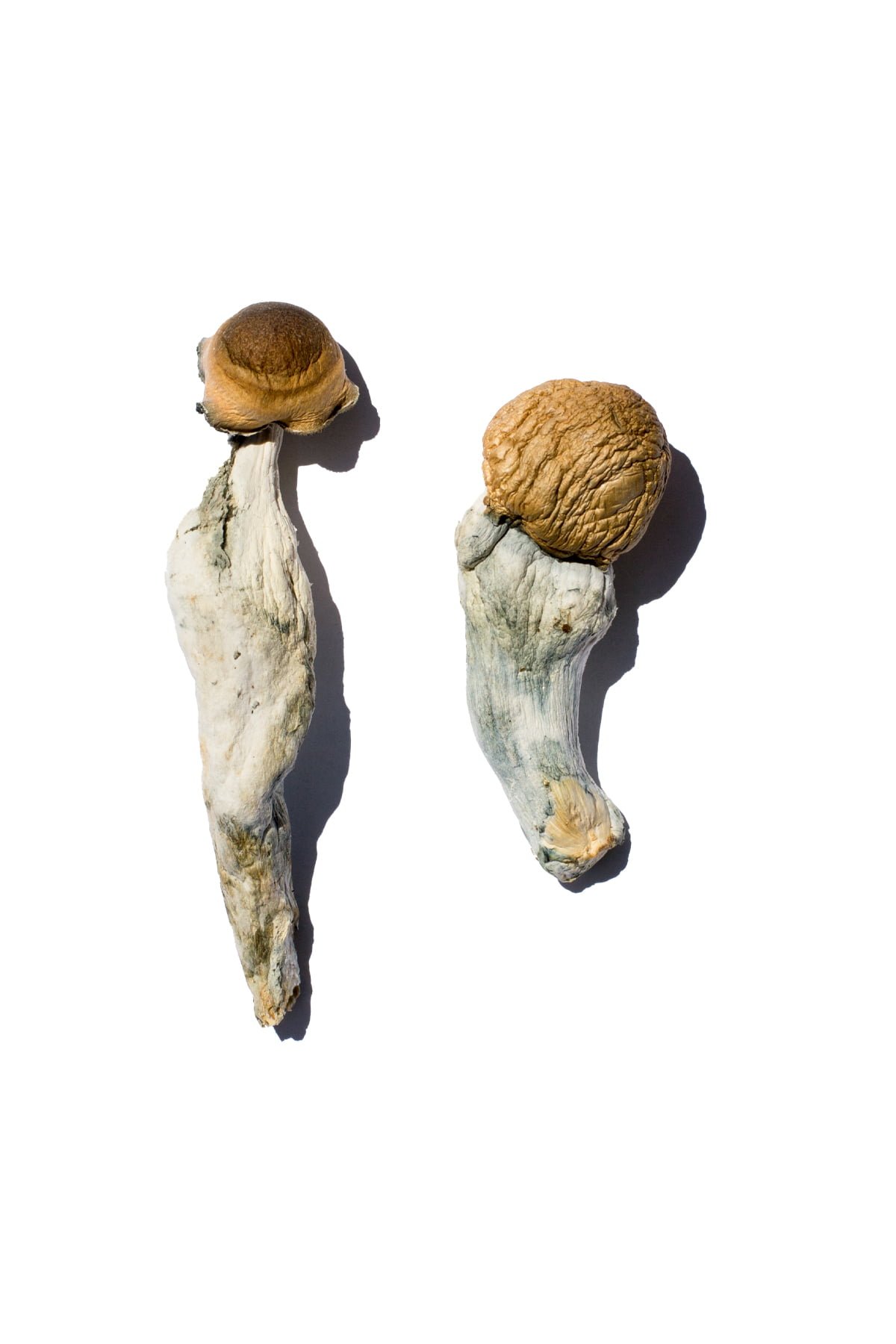 buy Trans Envy Magic Mushroom Trans Envy Magic Mushroom
