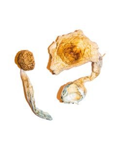 Comprar setas Transkei online