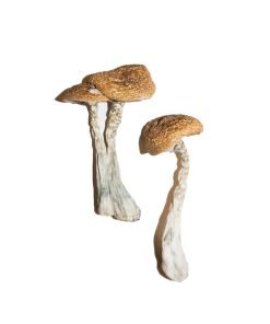 Wavy Caps Magic Mushroom