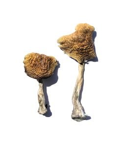 Comprar setas mágicas Wollongong online