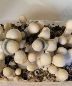 Comprar kit de setas mágicas Yeti