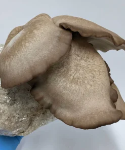 Black King Oyster Mushroom