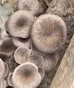 Mega Mushroom Black Pearl