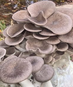 Mega Mushroom Black Pearl