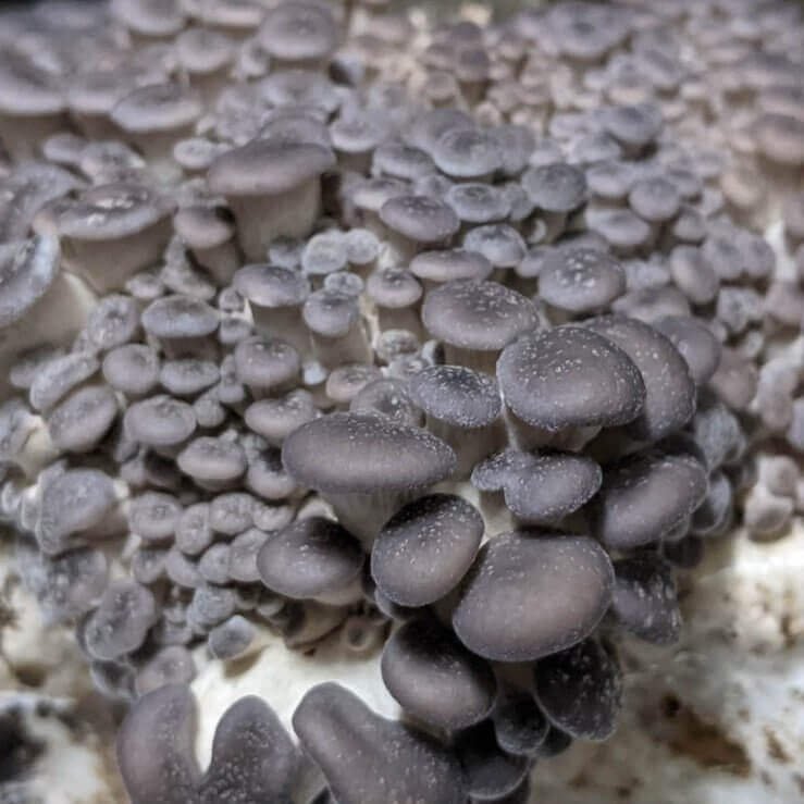 blue-pearl-oyster-mushroom-grow-kit-196782_1024x1024 Blue Pearl Oyster Mushroom