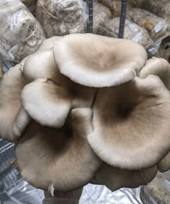 Blue Pearl Oyster Mushroom