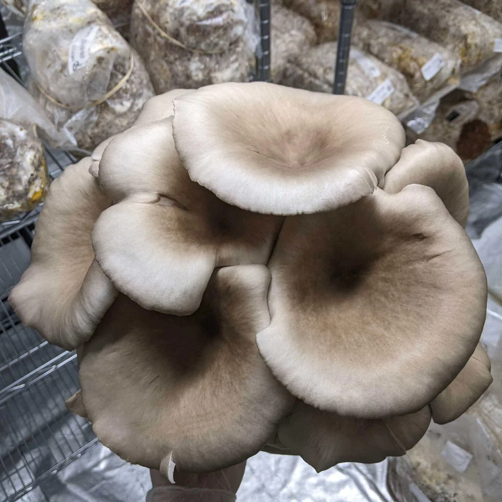 blue-pearl-oyster-mushroom-grow-kit-282079_1024x1024 Blue Pearl Oyster Mushroom