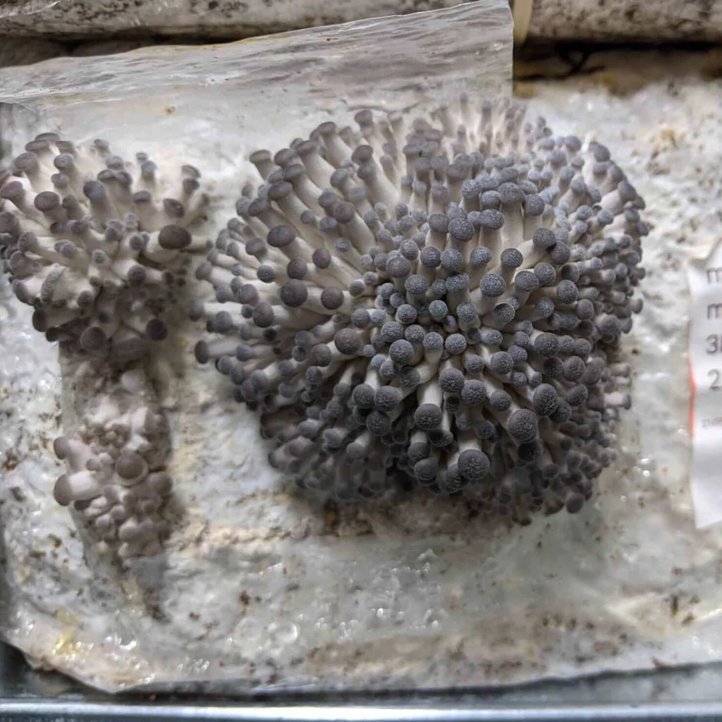 blue-pearl-oyster-mushroom-grow-kit-863551_1024x1024 Blue Pearl Oyster Mushroom