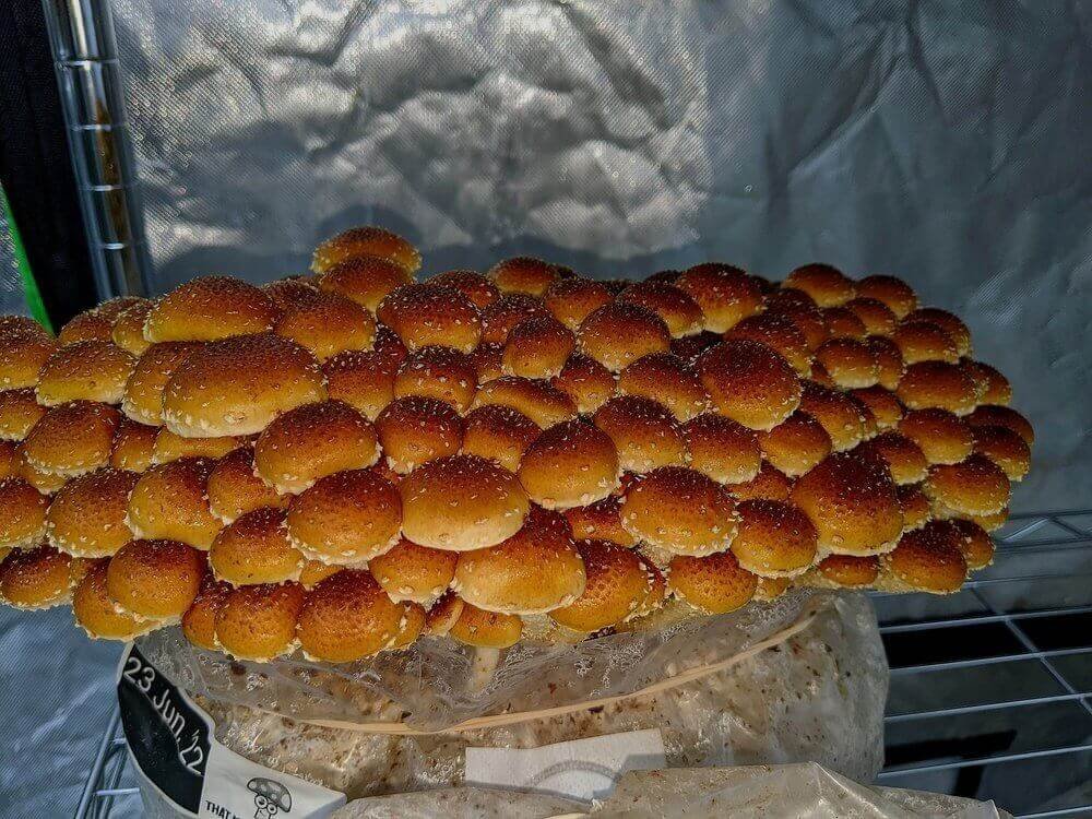 chestnut-mushroom-grow-kit-871313_1024x1024 Chestnut Mushroom