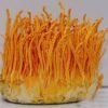 Comprar Cordyceps (Cordyceps Militaris)