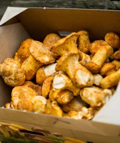 Comprar setas chanterelle doradas frescas online