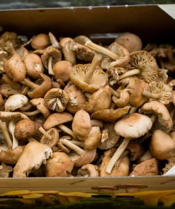 Fresh Wild Mousseron Mushrooms