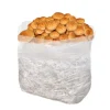 Comprar kit de cultivo de setas Nameko ecológicas