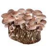 Comprar kit de cultivo ecológico de setas shiitake Bloque de fructificación