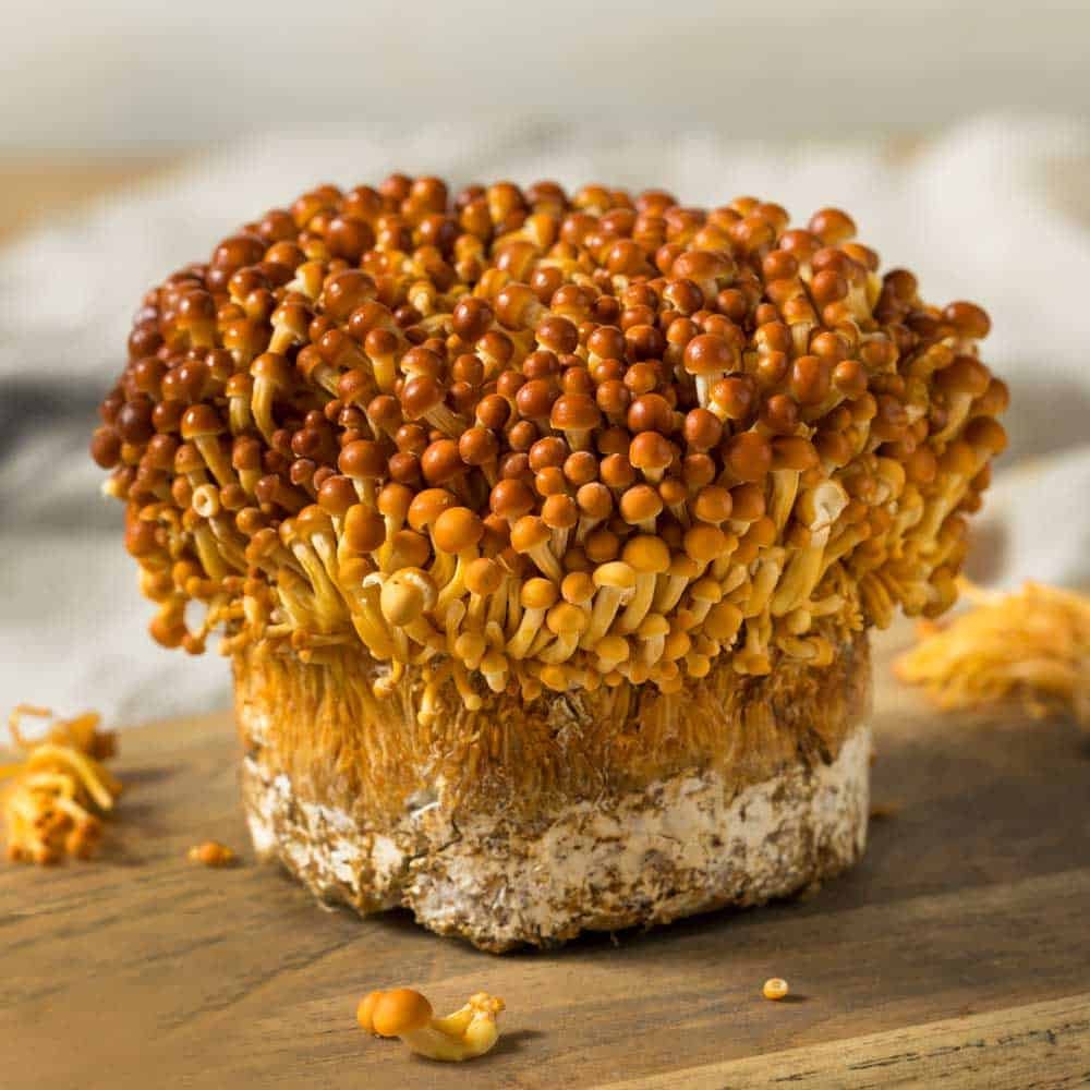 Comprar Enoki dorado (Flammulina velutipes) Comprar Enoki dorado (Flammulina velutipes)