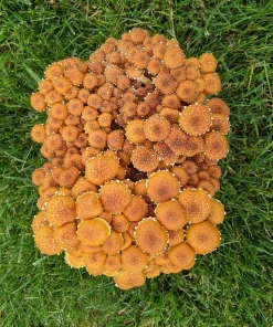 Comprar kit de cultivo de setas de castaño y fruta