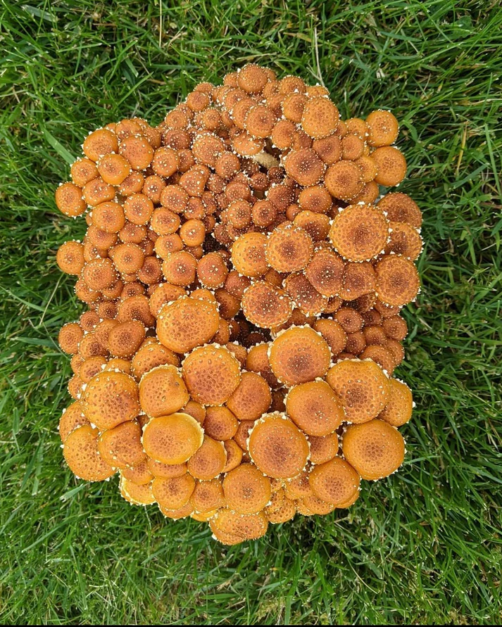 Comprar kit de cultivo de setas de castaño y fruta Comprar kit de cultivo de setas de castaño y fruta