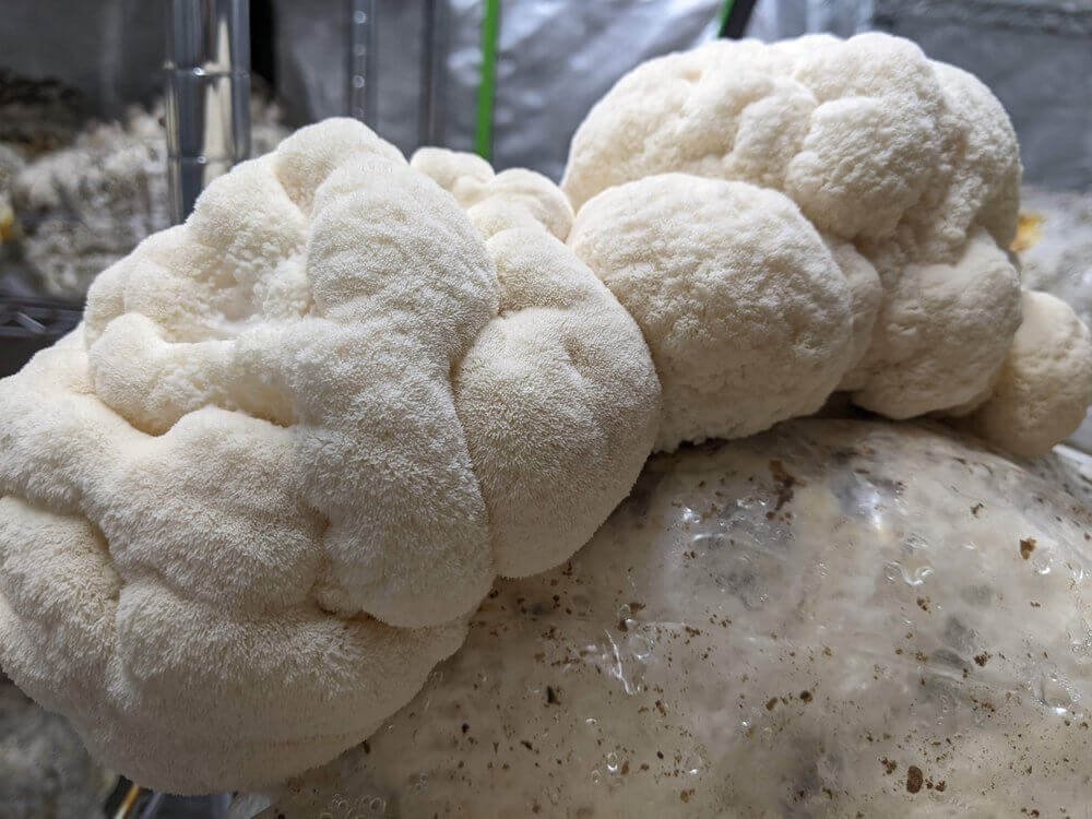 lions-mane-mushroom-grow-kit-167292_1024x1024 Mushroom Grow Kit