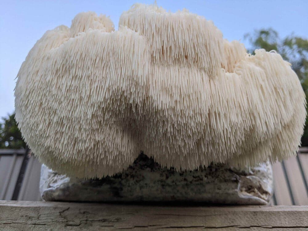lions-mane-mushroom-grow-kit-251254_1024x1024 Mushroom Grow Kit