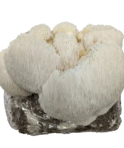 Comprar kit de cultivo de setas melena de león