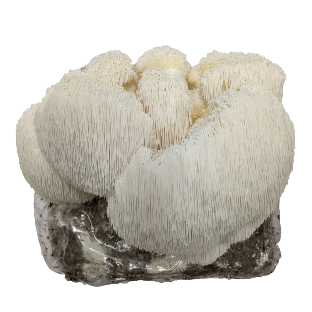 Comprar kit de cultivo de setas melena de león Comprar kit de cultivo de setas melena de león