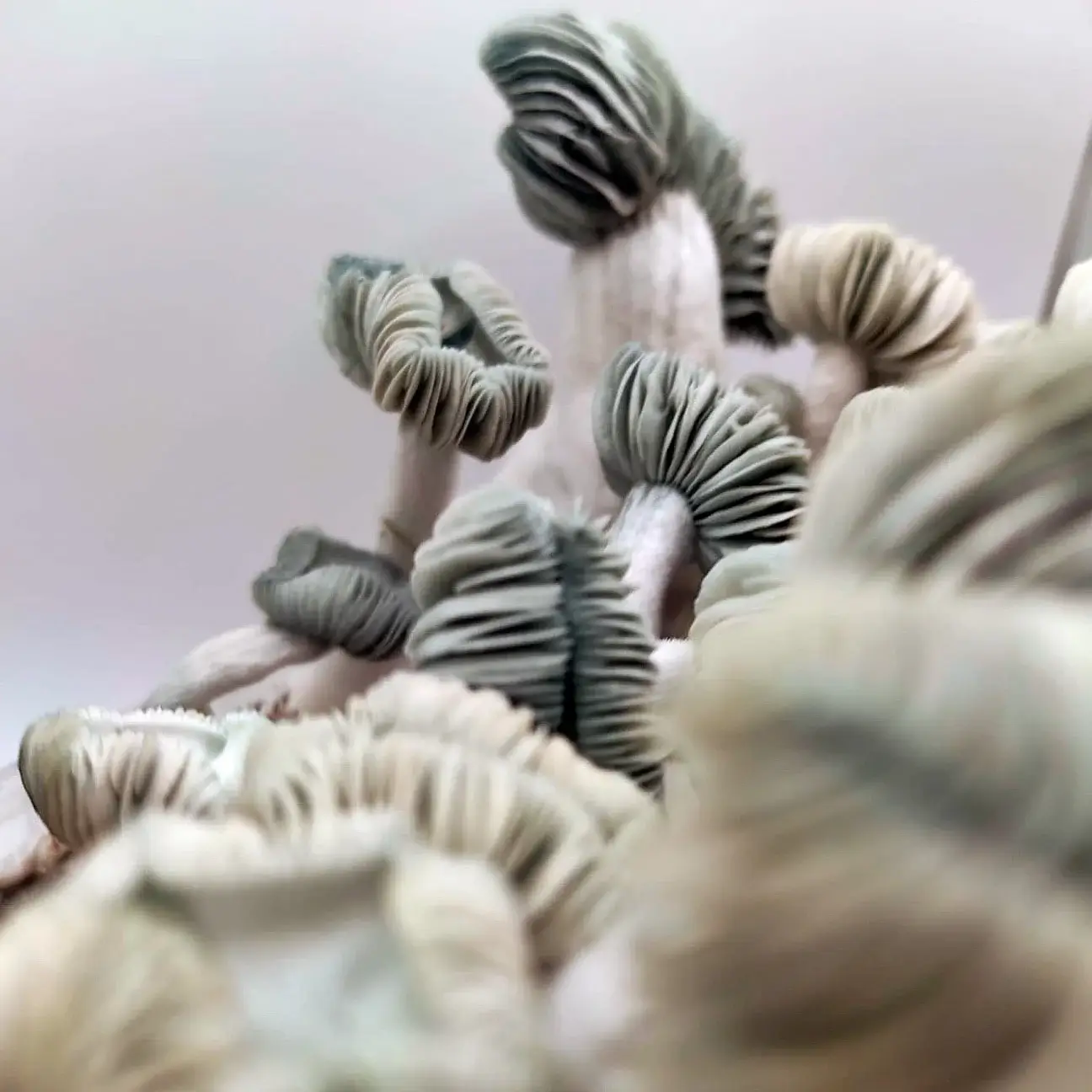 Jack Frost Magic Mushroom Kit Jack Frost Magic Kit