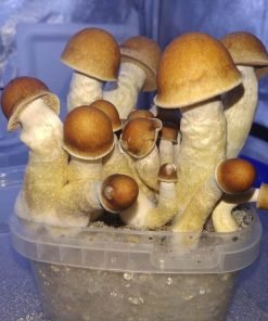 Penis Envy magic mushroom kit