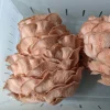 Comprar kit de cultivo de setas ostra rosa frutal