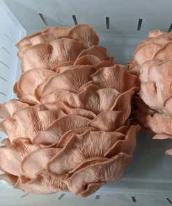 Comprar kit de cultivo de setas ostra rosa frutal