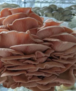 Pink Oyster Mushroom Grow Kit
