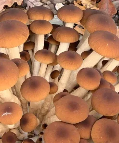 Comprar kit completo para cultivo interior de setas gigantes Piopinno