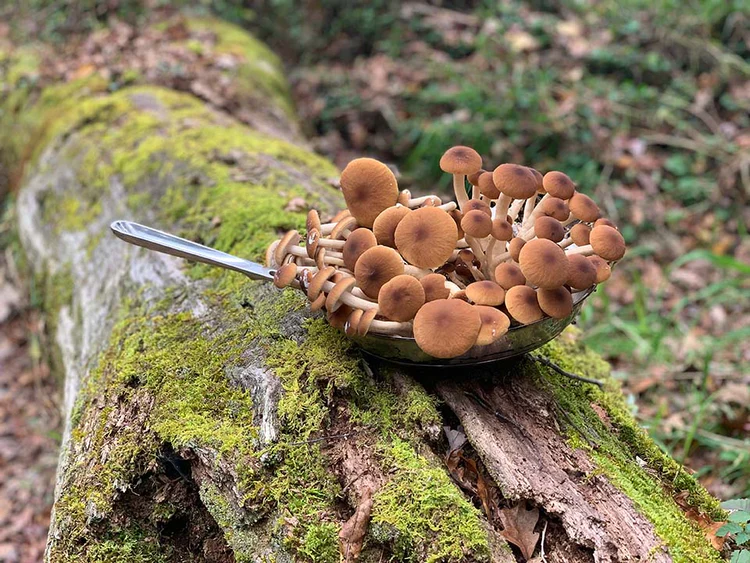 Piopinno Mega Mushroom Complete Indoor Grow Kit Piopinno Mega Mushroom