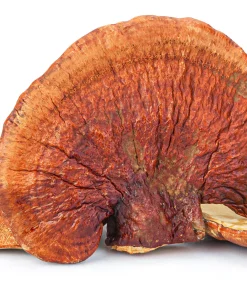 Reishi Mushroom Powder Organic