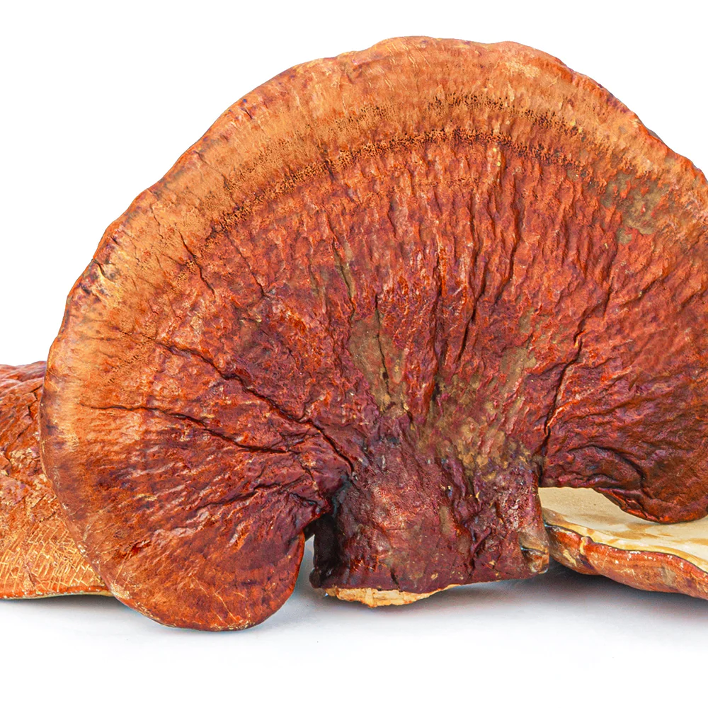 buy Reishi Mushroom Powder Organic online in Oregon, Bend USA Reishi Mushroom Powder Organic