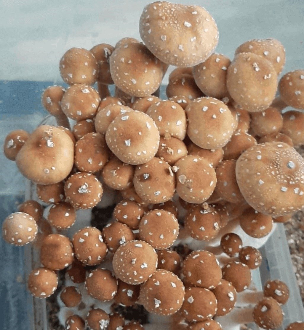 Comprar kit de setas mágicas Alacabenzi Comprar kit de setas mágicas Alacabenzi