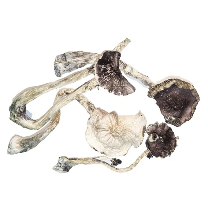 Comprar Psilocybe Cubensis Albino A+ online Comprar Psilocybe Cubensis Albino A+ online