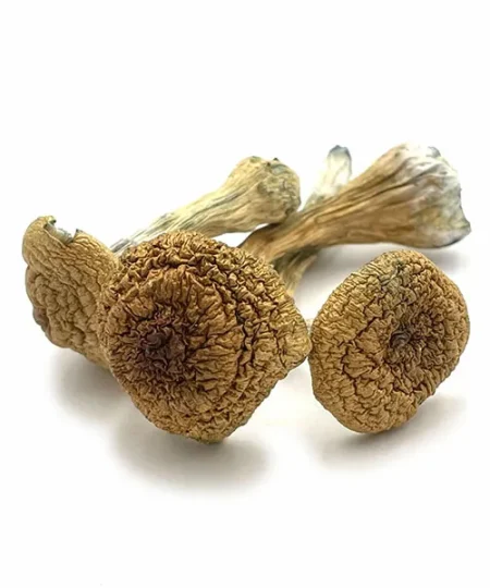 Comprar setas Thai Pink Buffalo