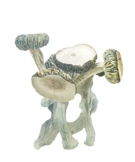 Comprar Hongos Conejo Blanco online