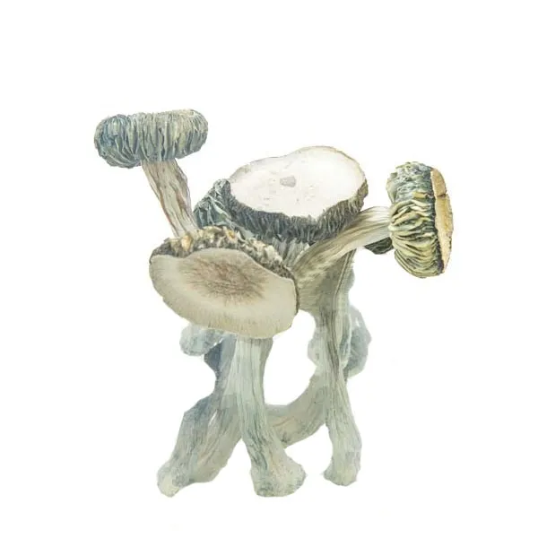 Comprar Hongos Conejo Blanco online Comprar Hongos Conejo Blanco online